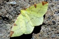 Opisthograptis luteolata