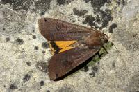 Noctua pronuba