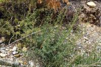Cucullia caninae