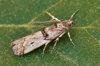 Pempelia brephiella