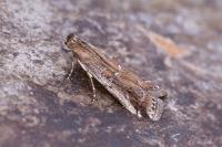 Pempeliella ardosiella venturiella