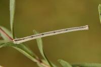 Scopula rufomixtaria