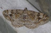 Alcis repandata
