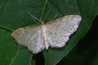 Idaea fuscovenosa