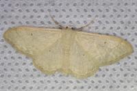 Idaea straminata