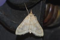 Paracorsia repandalis