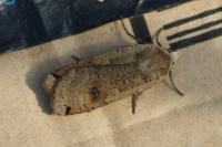 Noctua pronuba
