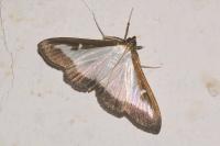 Cydalima perspectalis