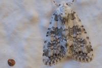 Bryophila domestica