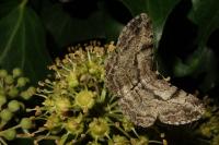 Peribatodes rhomboidaria rhomboidaria