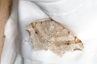 Macaria alternata