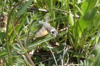 Macroglossum stellatarum