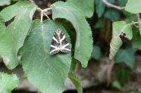 Euplagia quadripunctaria