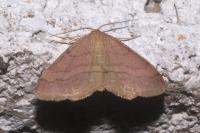 Scopula rubiginata