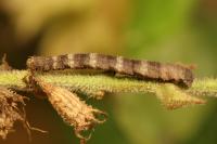 Idaea joannisiata