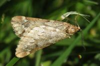 Alsophila aescularia