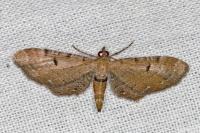 Eupithecia absinthiata