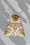 Furcula furcula