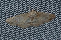 Paradarisa consonaria