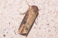 Axylia putris