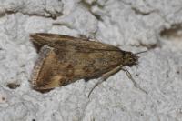 Pyrausta despicata