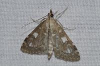 Udea olivalis