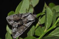 Hyppa rectilinea