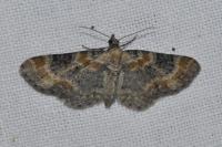 Eupithecia linariata/pulchellata/pyreneata