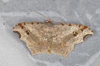Macaria alternata