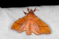 Odonestis pruni