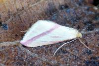Rhodometra sacraria