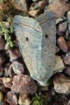 Leptologia lota