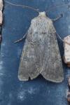 Agrotis segetum