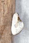 Cilix glaucata