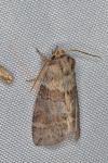 Cymatophorina diluta