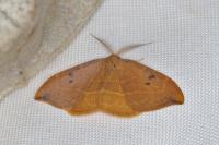 Watsonalla binaria