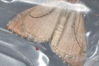 Aplocera