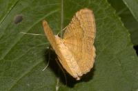 Camptogramma bilineata