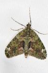 Chloroclysta siterata