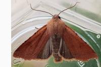 Agrochola lychnidis