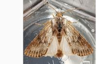 Aporophyla australis