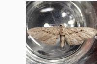 Eupithecia unedonata
