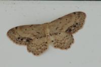 Idaea dimidiata