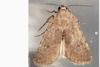 Caradrina flavirena