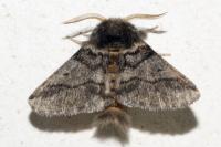 Thaumetopoea processionea