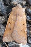 Agrochola lychnidis