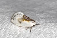 Cilix glaucata