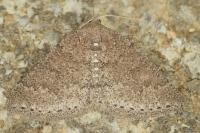Aleucis distinctata