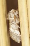 Drymonia ruficornis