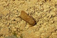 Orthosia cruda